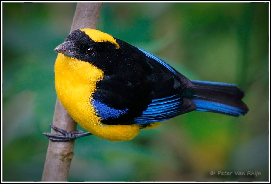 Bluewinged Mountain Tanager (Ecuador) Peter Van Rhijn Photography